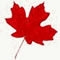 Maple
